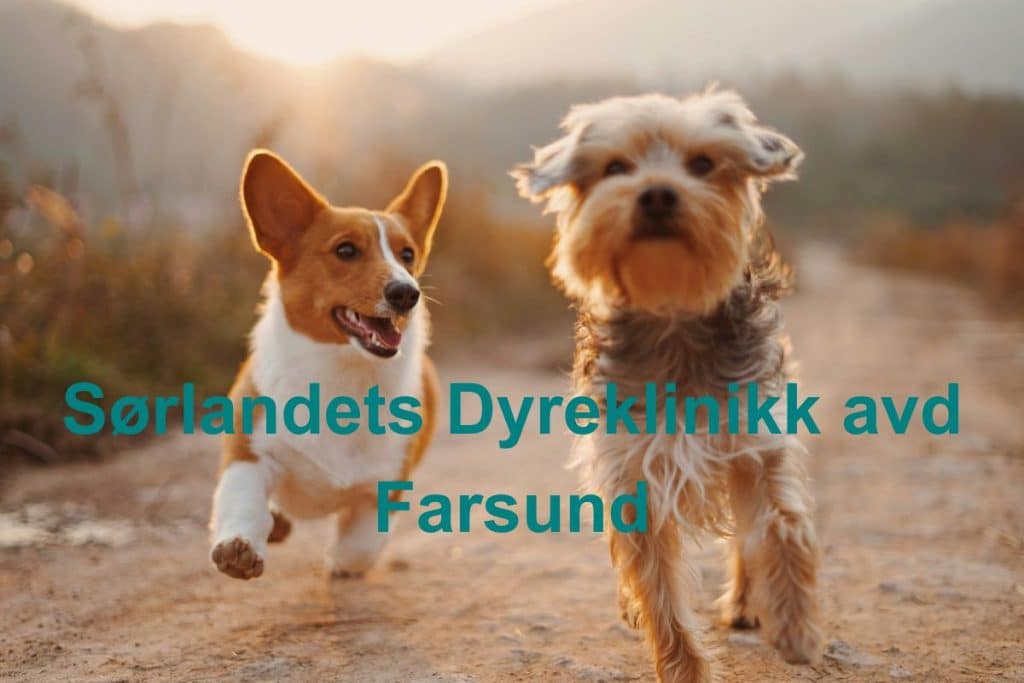 Sorlandets Dyreklinikk avd Farsund 1024x683