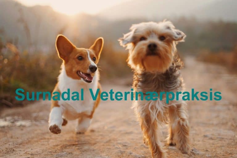 Surnadal Veterinaerpraksis 768x512