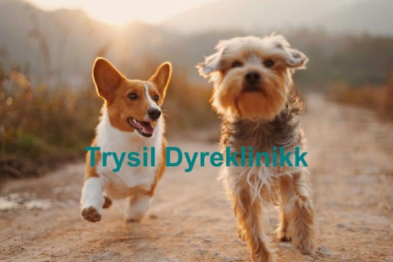 Trysil Dyreklinikk 768x512