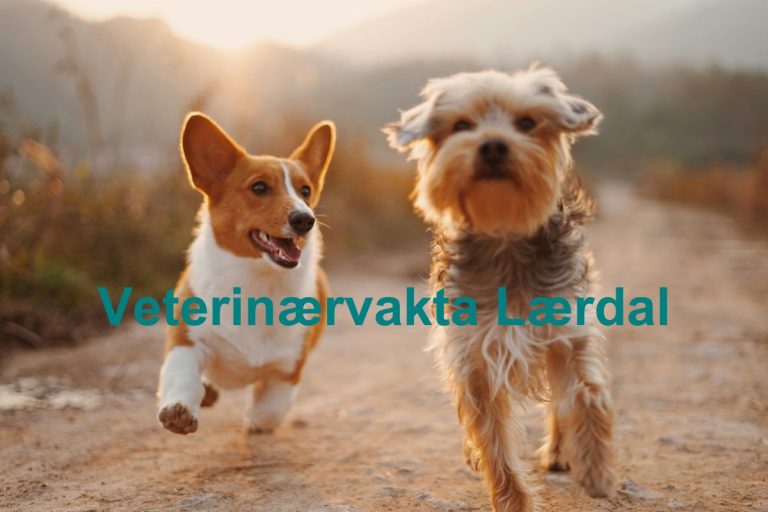 Veterinaervakta Laerdal 768x512