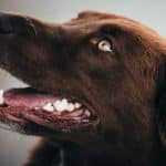 Tannhelse hos hund