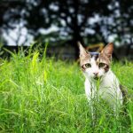 Katt i eng